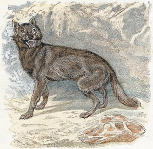 Lobo- " Alfabeto ilustra animales" siglo XIX (grabado)