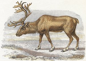 Xandarus - " Alfabeto ilustra animales" siglo XIX (grabado)