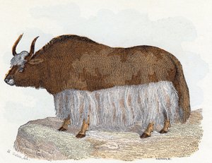 Yack (yak) - " Alfabeto ilustra animales" siglo XIX (grabado) de Edouard Travies