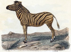 Cebra - " El alfabeto ilustra los animales" Siglo XIX (grabado) de Edouard Travies