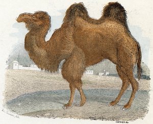 de "Alfabeto ilustrado de animales".