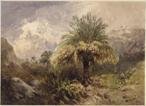 Palmeras en la montaña
