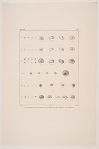 Colección de conchas de Christian VIII, tabla I de Edvard Fortling