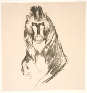 Gorila (Mandril)