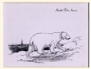 Oso polar de Edward Adrian Wilson