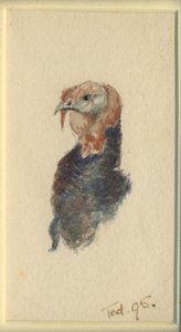 Estudio de un pavo de Edward Adrian Wilson