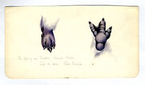 Dos estudios del pie de un polluelo de pingüino emperador de Edward Adrian Wilson