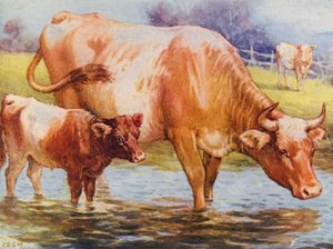 Vacas y terneros (litografía en color) de Edward Brice Montefiore