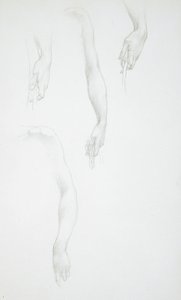 Estudios de brazos y manos (anverso); Estudio de un torso femenino (reverso)