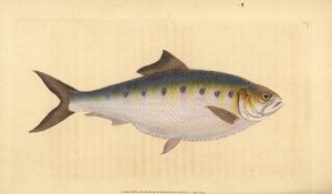 Sábalo, Alosa alosa (Clupea alosa). Grabado en cobre coloreado a mano dibujado y grabado por Edward Donovan de su Historia Natural de los Peces Británicos, Donovan y F.C. y J. Rivington, Londres de Edward Donovan