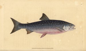 Trucha ártica, Salvelinus alpinus alpinus. Grabado a mano coloreado por Edward Donovan de su Historia Natural de los Peces Británicos, Donovan y F.C. y J. Rivington, Londres de Edward Donovan