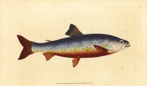 Salmón ártico, Salvelinus alpinus alpinus (Salmón salvelino, Salmo salvelinus). Grabado en cobre coloreado a mano dibujado y grabado por Edward Donovan de su Historia Natural de los Peces Británicos, Donovan y F.C. y J. Rivington, Londres