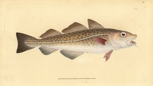 Bacalao atlántico o bacalao. Gadus morhua. Vulnerable. Grabado a mano coloreado por Edward Donovan de su Historia Natural de los Peces Británicos, Donovan y F.C. y J. Rivington, Londres de Edward Donovan