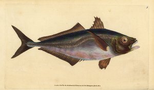 Trachurus trachurus (Jurel, Scomber trachurus), jurel del Atlántico. Grabado en cobre coloreado a mano dibujado y grabado por Edward Donovan de su Historia Natural de los Peces Británicos, Donovan y F.C. y J. Rivington, Londres