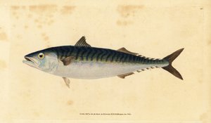 Caballa atlántica, Scomber scombrus (Caballa, Scomber scomber). Grabado en cobre coloreado a mano dibujado y grabado por Edward Donovan de su Historia Natural de los Peces Británicos, Donovan y F.C. y J. Rivington, Londres de Edward Donovan