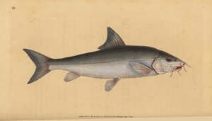 Barbo, barbo barbudo (Cyprinus barbo). Grabado en cobre coloreado a mano dibujado y grabado por Edward Donovan de su Historia Natural de los Peces Británicos, Donovan y F.C. y J. Rivington, Londres de Edward Donovan