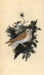 Lechuza común, Tyto alba de Edward Donovan