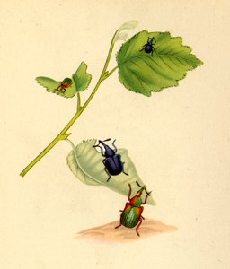 Gorgojos del abedul: Curculio betulae de Edward Donovan