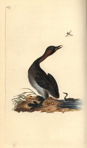Zampullín cuellinegro, Podiceps hebridicus. (Zampullín chico, Tachybaptus ruficollis?) Grabado en cobre coloreado a mano dibujado y grabado por Edward Donovan de su propia “Historia Natural de las Aves Británicas,” Londres de Edward Donovan