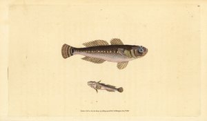 Gobio negro, Gobius niger. Grabado a mano coloreado por Edward Donovan de su Historia Natural de los Peces Británicos, Donovan y F.C. y J. Rivington, Londres de Edward Donovan