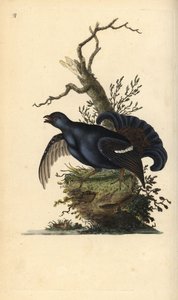 Urogallo negro, Tetrao tetrix. Grabado en cobre coloreado a mano dibujado y grabado por Edward Donovan de su propia “Historia Natural de las Aves Británicas,” Londres de Edward Donovan