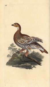Urogallo negro, Tetrao tetrix. Ilustración de la 