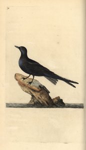 Fumarel negro, Chlidonias niger. Grabado en cobre coloreado a mano dibujado y grabado por Edward Donovan de su propia "Historia Natural de las Aves Británicas," Londres de Edward Donovan