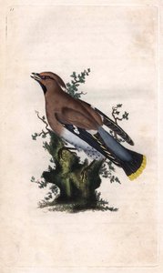 Ampelis garrulus. Bombycilla garrulus (Ampelis garrulus). Grabado en cobre por Edward Donovan (1768-1837), publicado en Historia natural de las aves británicas, Londres de Edward Donovan