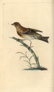 Pinzón real, Fringilla montifringilla. Grabado a mano coloreado por Edward Donovan de su propia Historia Natural de las Aves Británicas, Londres
