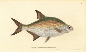 Brema, Abramis brama (Cyprinus brama). Grabado en cobre coloreado a mano dibujado y grabado por Edward Donovan de su Historia Natural de los Peces Británicos, Donovan y F.C. y J. Rivington, Londres