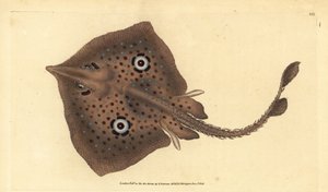 Raja miraletus, raya marrón o raya espejo. Grabado en cobre coloreado a mano dibujado y grabado por Edward Donovan de su Historia Natural de los Peces Británicos, Donovan y F.C. y J. Rivington, Londres