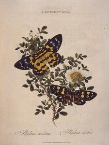 Mariposas: Phalaena Militaris, Phalaena Lectrix, pub. por el artista de Edward Donovan