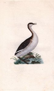 Zampullín común. Tachybaptus ruficollis. Grabado en cobre por Edward Donovan, publicado en Histoire naturelle des oiseaux britanniques, Londres de Edward Donovan