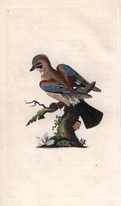 Arrendajo de los robles. Garrulus glandarius (Corvus glandarius). Grabado en cobre por Edward Donovan (1768-1837), publicado en Historia natural de las aves británicas, Londres de Edward Donovan