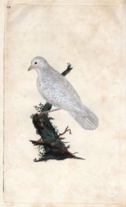 Arrendajo de los robles, Garrulus glandarius (grabado en cobre por Edward Donovan, publicado en 