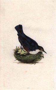 Mirlo acuático. Cinclus cinclus. Grabado en cobre de Edward Donovan, publicado en Histoire naturelle des oiseaux britanniques, Londres de Edward Donovan