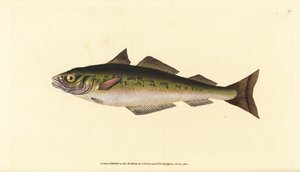 Carbonero o abadejo, Pollachius virens (Gadus carbonarius). Grabado a mano coloreado por Edward Donovan de su Historia Natural de los Peces Británicos, Donovan y F.C. y J. Rivington, Londres