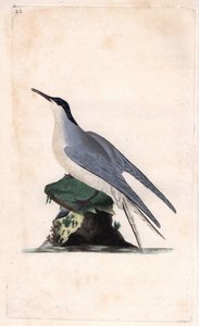 Charrán común. Sterna hirundo. Grabado en cobre por Edward Donovan (1768-1837), publicado en Historia natural de las aves británicas, Londres de Edward Donovan