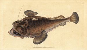 Rape común, Lophius piscatorius. Grabado a mano coloreado por Edward Donovan de su Historia Natural de los Peces Británicos, Donovan y F.C. y J. Rivington, Londres