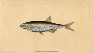 Alburno común, Alburnus alburnus (Cyprinus alburnus). Grabado en cobre coloreado a mano dibujado y grabado por Edward Donovan de su Historia Natural de los Peces Británicos, Donovan y F.C. y J. Rivington, Londres