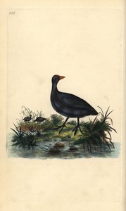 Focha común, Fulica atra. Grabado en cobre coloreado a mano dibujado y grabado por Edward Donovan de su propia “Historia Natural de las Aves Británicas,” Londres de Edward Donovan