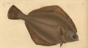 Platija común, Limanda limanda (Pleuronectes limanda). Grabado en cobre coloreado a mano dibujado y grabado por Edward Donovan de su Historia Natural de los Peces Británicos, Donovan y F.C. y J. Rivington, Londres