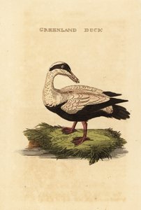 Eider común, Somateria mollissima de Edward Donovan