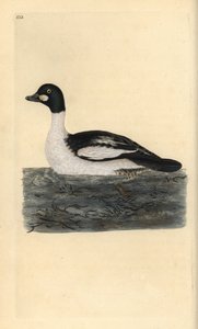 Porrón osculado, Bucephala clangula (grabado a mano por Edward Donovan de su 