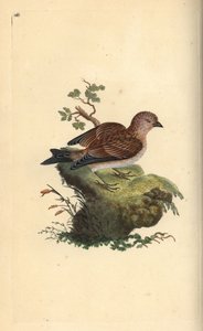 Pardillo común, Carduelis cannabina. Grabado en cobre coloreado a mano dibujado y grabado por Edward Donovan de su propia “Historia Natural de las Aves Británicas,” Londres de Edward Donovan