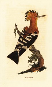 Abubilla común, Upupa epops de Edward Donovan