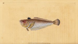 Pez víbora común, Trachinus draco. Grabado a mano coloreado por Edward Donovan de su Historia Natural de los Peces Británicos, Donovan y F.C. y J. Rivington, Londres de Edward Donovan