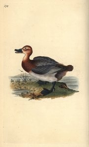 Porrón común o porrón europeo, Aythra ferina (hembra). Ilustración de la 