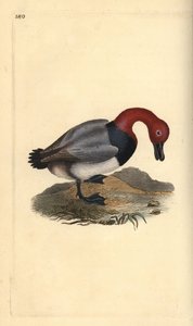 Porrón común o porrón europeo, Aythra ferina (macho). Grabado a mano coloreado por Edward Donovan de su propia Historia Natural de las Aves Británicas, Londres de Edward Donovan