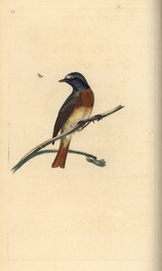 Colirrojo real, Phoenicurus phoenicurus. Grabado en cobre coloreado a mano dibujado y grabado por Edward Donovan de su propia "Historia Natural de las Aves Británicas," Londres